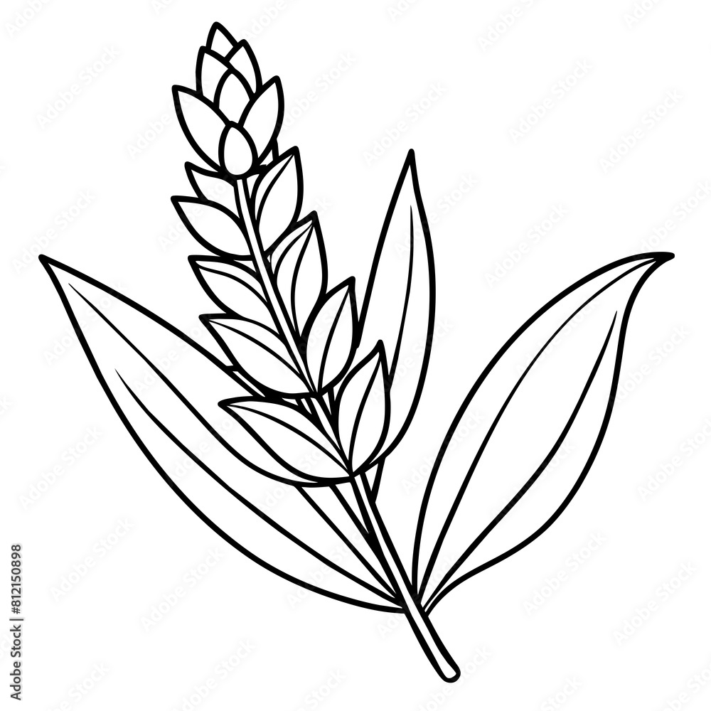 Lavender flower outline coloring book page line art drawing vector illustration for children and adults Lavender flower outline coloring book page line art drawing vector illustration for children and adults
