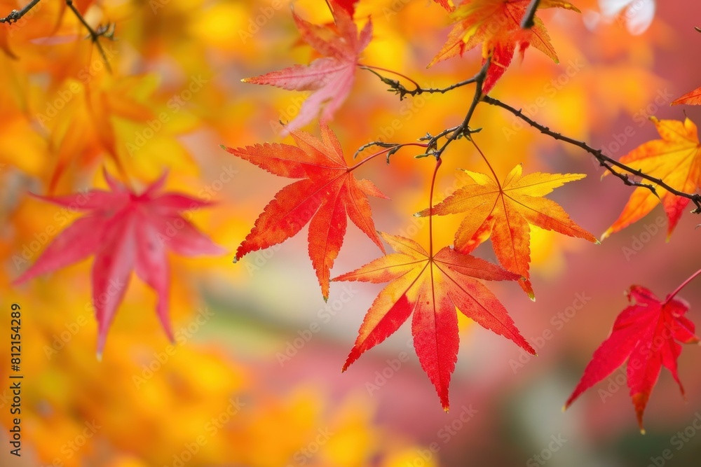 Beautiful and vibrant autumn maple leaves on a tranquil forest landscape with soft blurred background, showcasing the seasonal beauty of nature in october and november Beautiful and vibrant autumn maple leaves on a tranquil forest landscape with soft blurred background, showcasing the seasonal beauty of nature in october and november