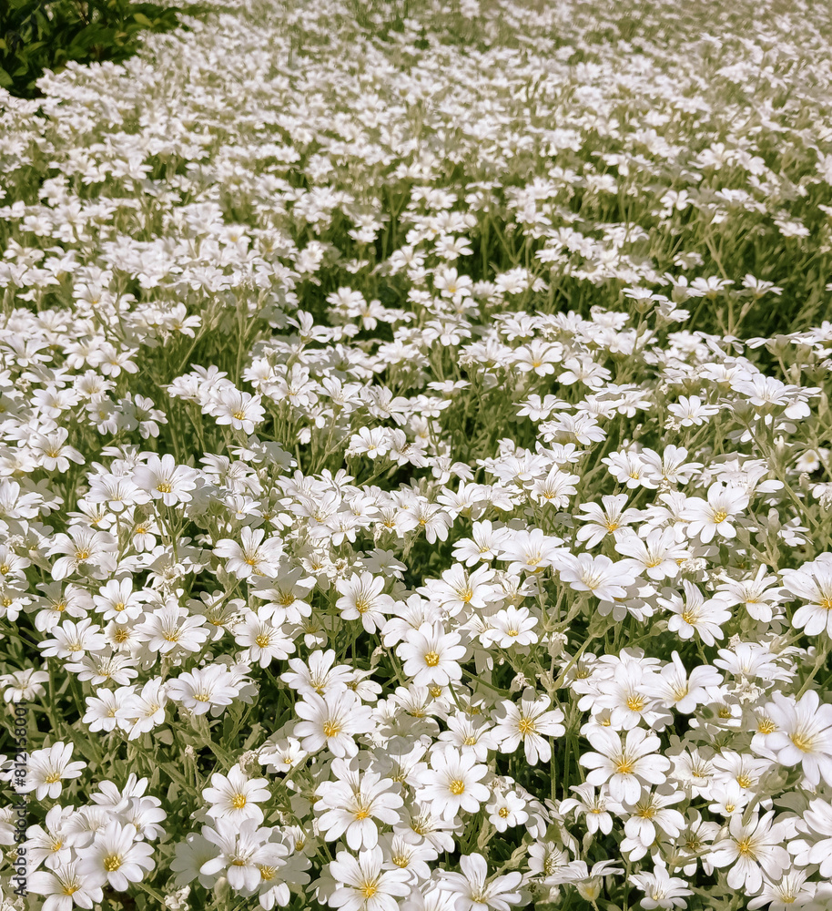White flowers Jaskolka felt, snow carpet, perennials - small flowers, growing carpet, for flowerbeds and alpine slides. 