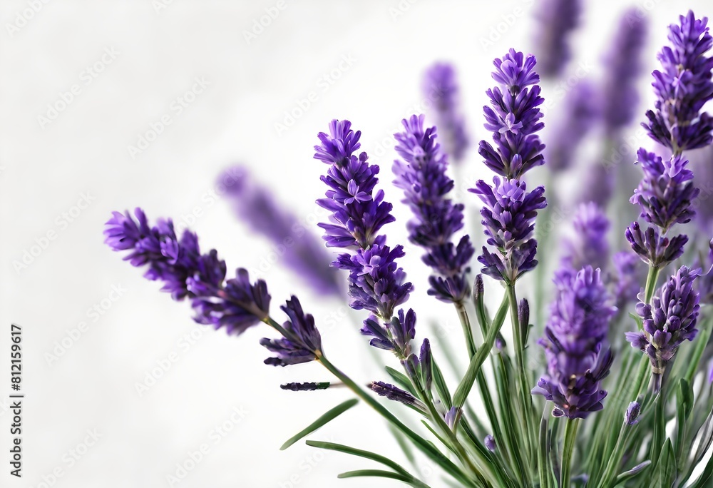 Obraz premium Lavender flowers isolated on white background.