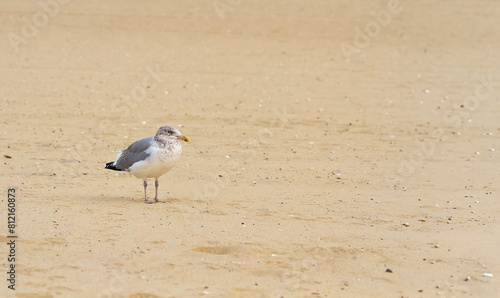 Seagull standing on the beach with yellow sand and blue water, looking to the camera. Nature. Copy space