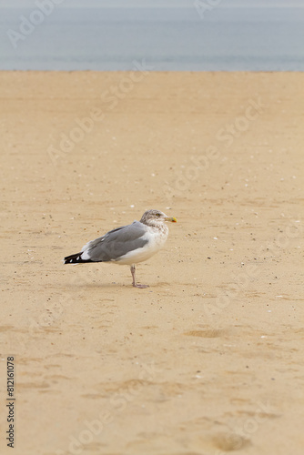 Seagull on the beach. Yellow sand. Vertical image. Nature.