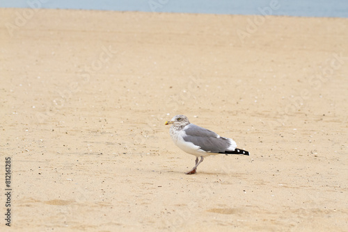 Seagull standing on the beach with yellow sand and blue water, looking to the camera. Nature. Copy space