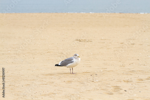 Seagull standing on the beach with yellow sand and blue water, looking to the camera. Nature. Copy space
