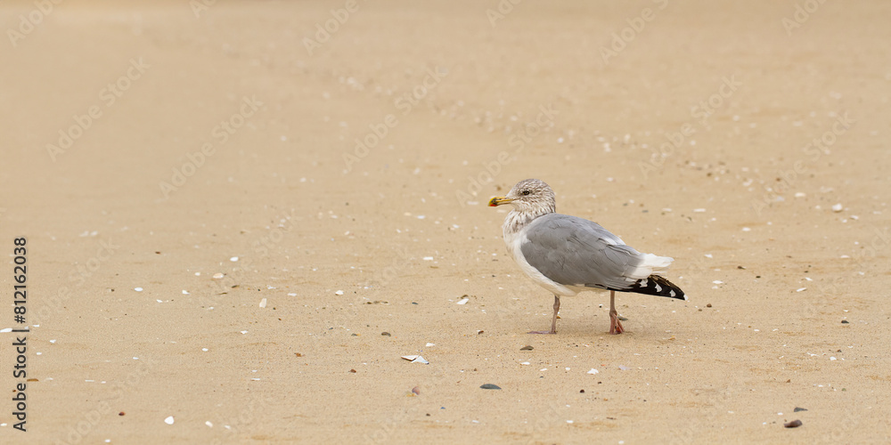 White and grey seagull walks on the yellow sand beach. Banner. Copy space White and grey seagull walks on the yellow sand beach. Banner. Copy space