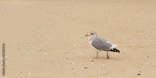 White and grey seagull walks on the yellow sand beach. Banner. Copy space