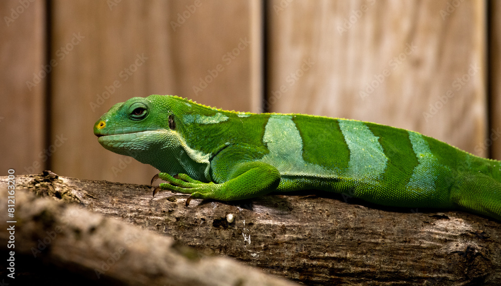 Vert(ige) Vert(ige)