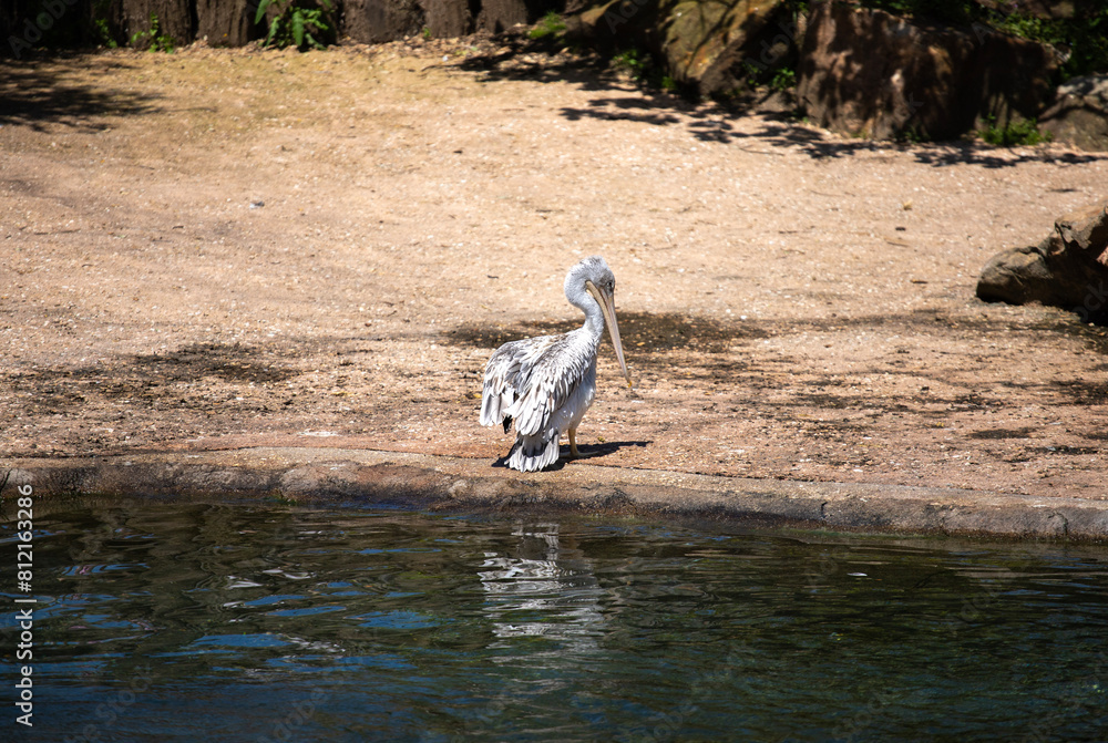 Obraz premium Plage et plumes