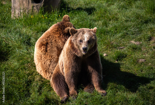 Wallpaper Mural Ours Torontodigital.ca