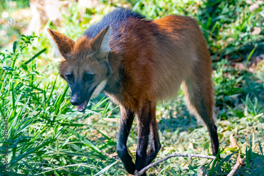 Φωτογραφία Wild Guará wolf (Chrysocyon brachyurus) one of the rarest wolves in the world lives in the Brazilian cerrado biome feeds on fruits and meat
