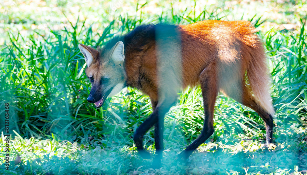 Wild Guará wolf (Chrysocyon brachyurus) one of the rarest wolves in the ...