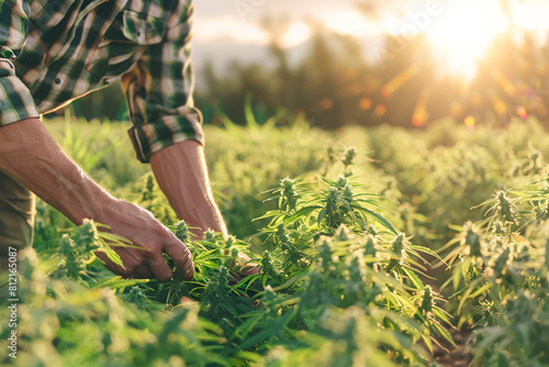 Man harvesting hemp on cannabis farm