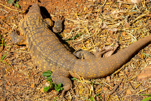 Large lizard known as tegu (Salvator merianae or Tupinambis merianae) photo