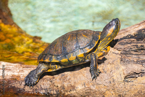 Typical water turtle from Brazil and the tropical forest