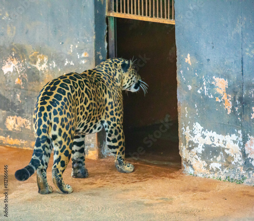 Canvas Print South American jaguar (Panthera onca)