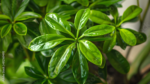 Visual Guide for Caring and Nurturing an Indoor Umbrella Plant