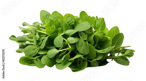 Fresh green salad leaves. Healthy eating concept. Vegetarian food.