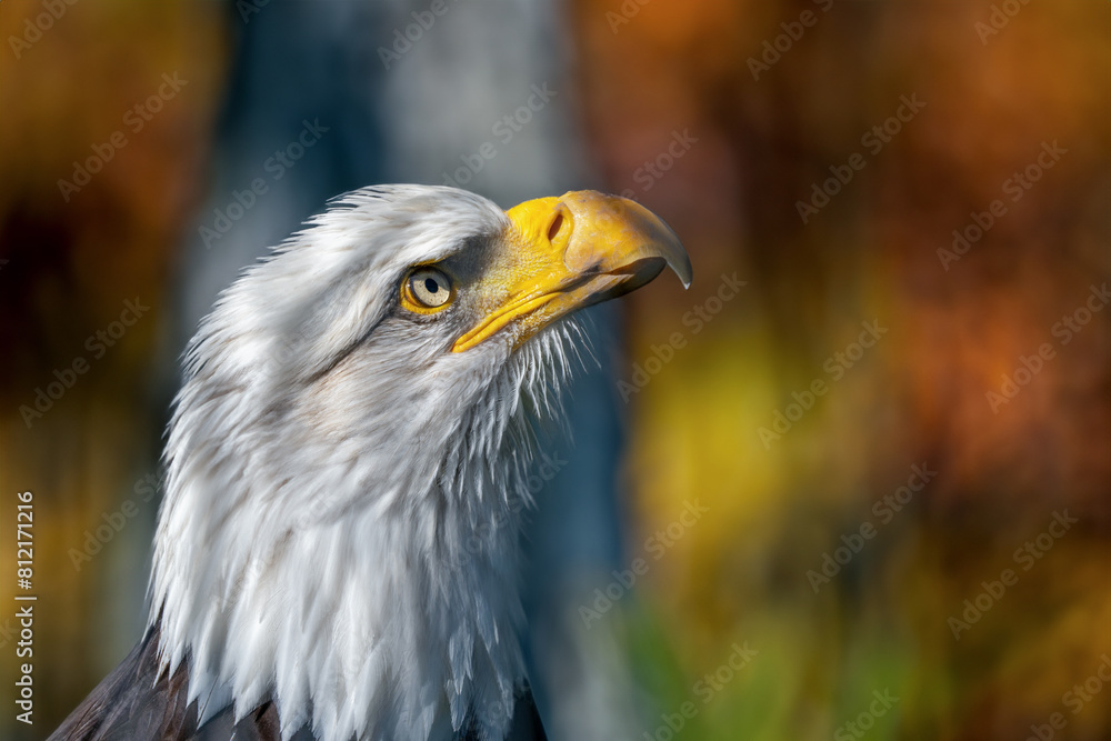 Obraz premium Weißkopf-Seeadler