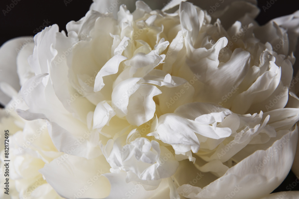 Close up of a white peony bloom. A detailed close-up shot of a white peony flower, showcasing the delicate beautifull petals with soft light. Creamy texture, pastel neutral color, dark background. Close up of a white peony bloom. A detailed close-up shot of a white peony flower, showcasing the delicate beautifull petals with soft light. Creamy texture, pastel neutral color, dark background.