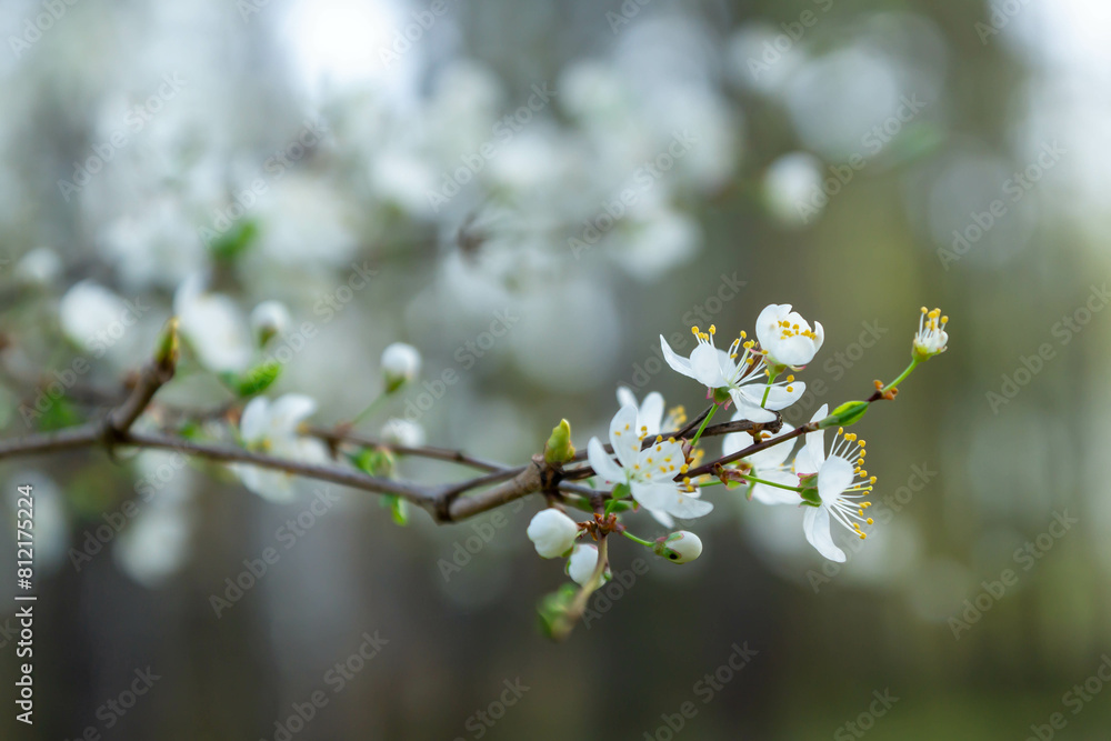Spring blooming background. Beautiful nature with blossoming tree and solar flare. Spring flowers. Beautiful orchard. Spring, Easter. Spring blooming background. Beautiful nature with blossoming tree and solar flare. Spring flowers. Beautiful orchard. Spring, Easter.