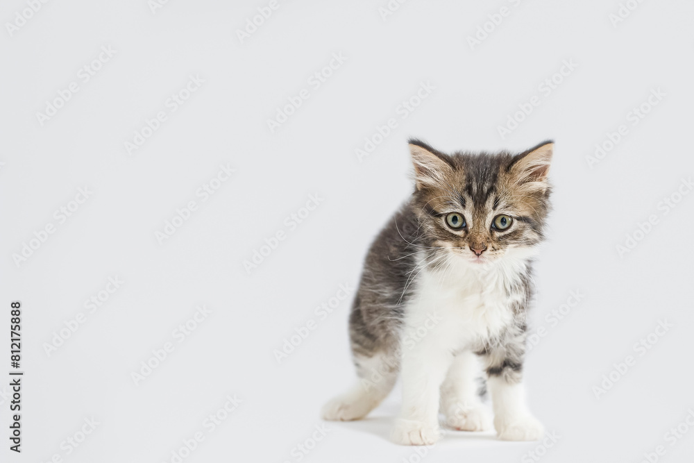 Pet. Cat. A cute kitten highlighted on a white background. Copy space.