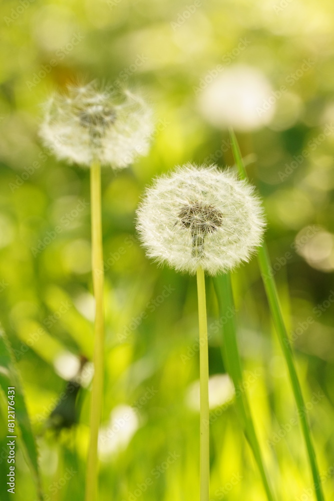 Fototapeta premium Vibrant and tranquil nature in Denmark 
