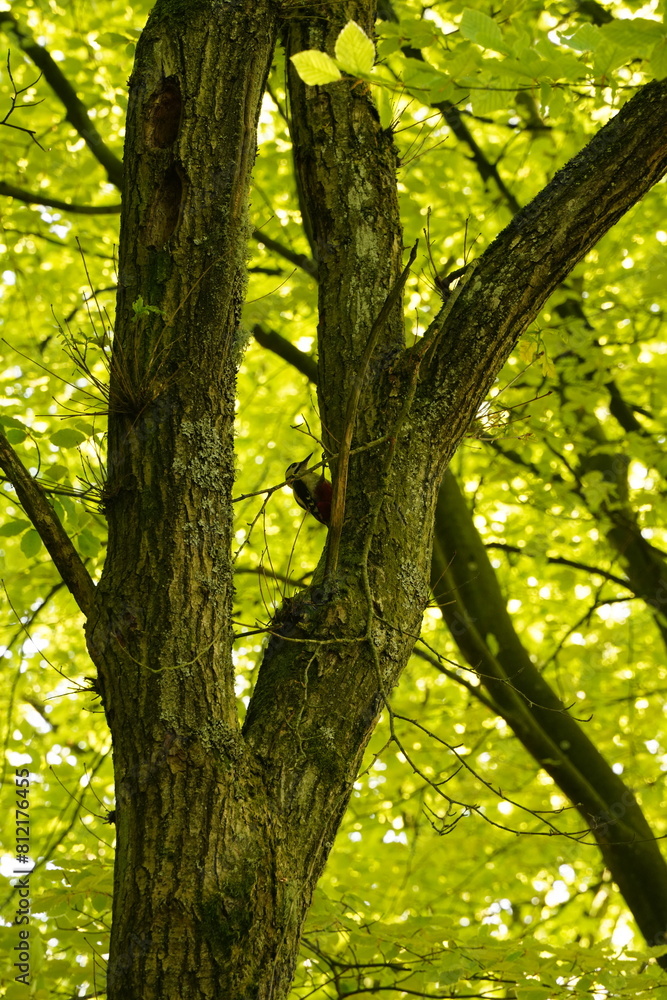 Obraz premium Vibrant and tranquil nature in Denmark 