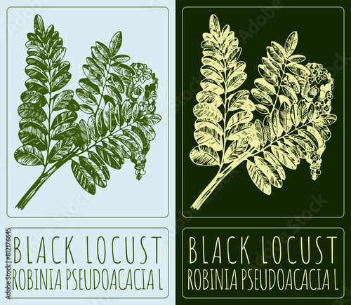 Vector drawing BLACK LOCUST. Hand drawn illustration. The Latin name is ROBINIA PSEUDOACACIA L