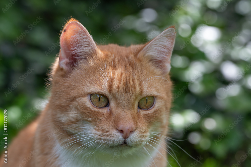 Katze gold-gelb wachsam Portrait Katze gold-gelb wachsam Portrait