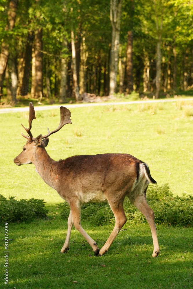 Vibrant and tranquil nature in Denmark Vibrant and tranquil nature in Denmark