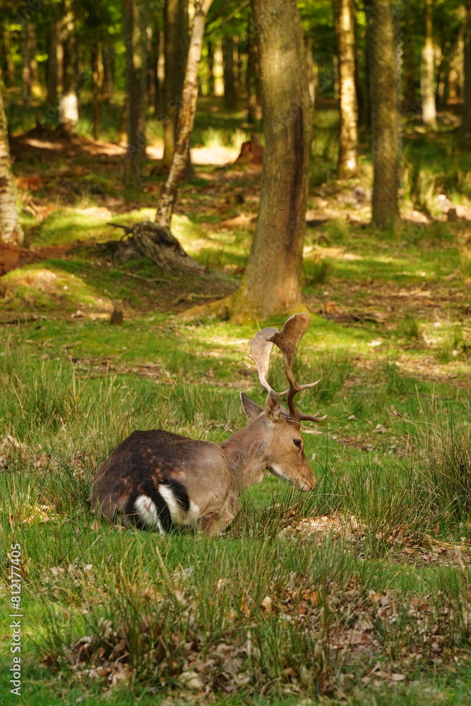 Vibrant and tranquil nature in Denmark Vibrant and tranquil nature in Denmark