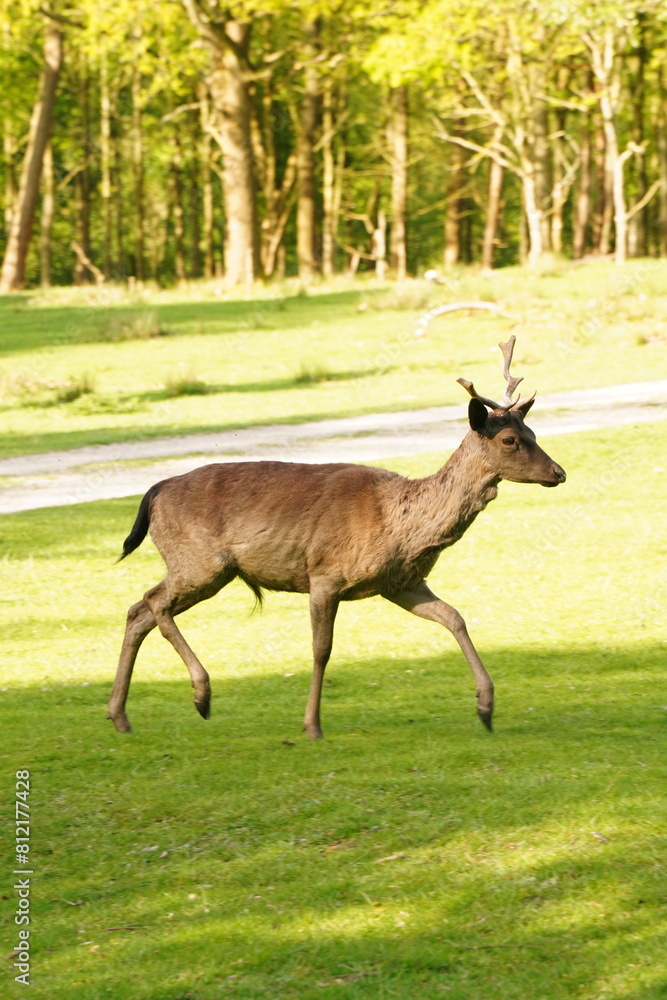 Vibrant and tranquil nature in Denmark Vibrant and tranquil nature in Denmark