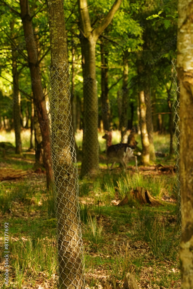 Fototapeta premium Vibrant and tranquil nature in Denmark 