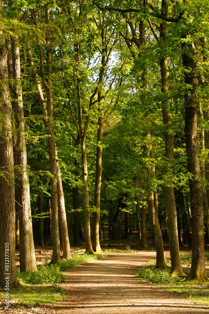 Fototapeta premium Vibrant and tranquil nature in Denmark 