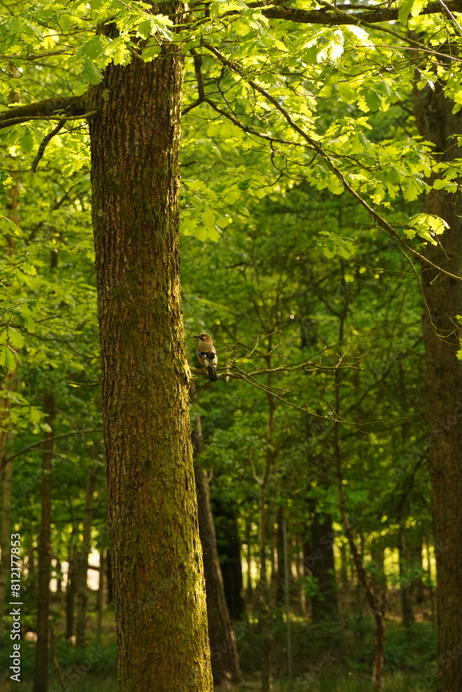 Vibrant and tranquil nature in Denmark Vibrant and tranquil nature in Denmark