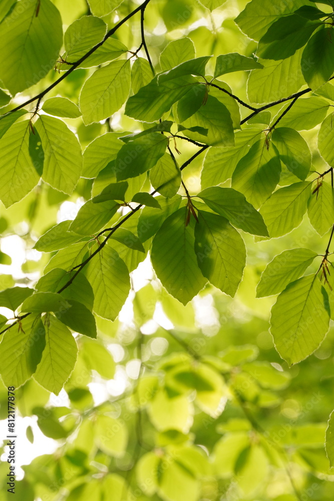 Vibrant and tranquil nature in Denmark Vibrant and tranquil nature in Denmark