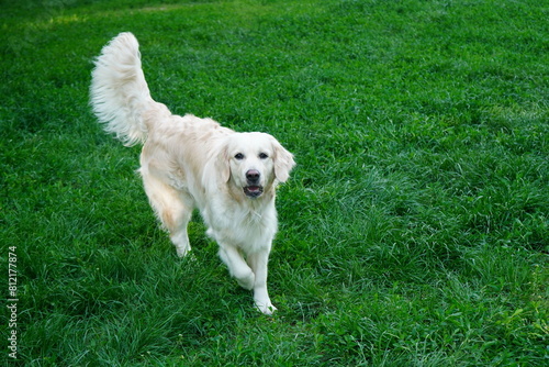 White golden retriever dog coming forward on green grass in park