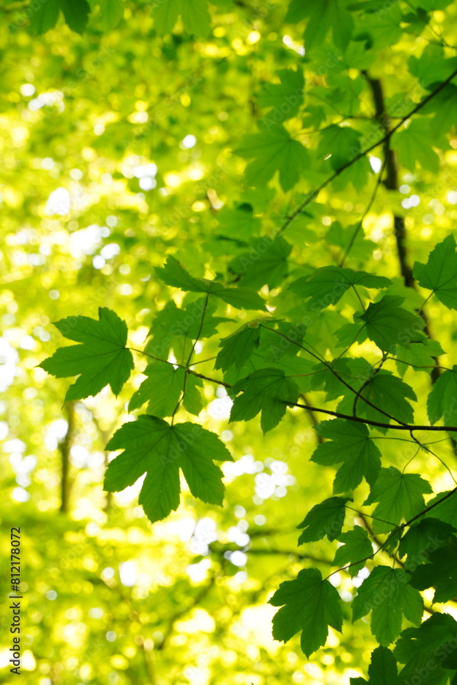 Vibrant and tranquil nature in Denmark Vibrant and tranquil nature in Denmark
