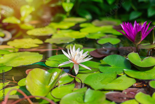 
Beautiful violet water lily in summer pond in botanical garden
