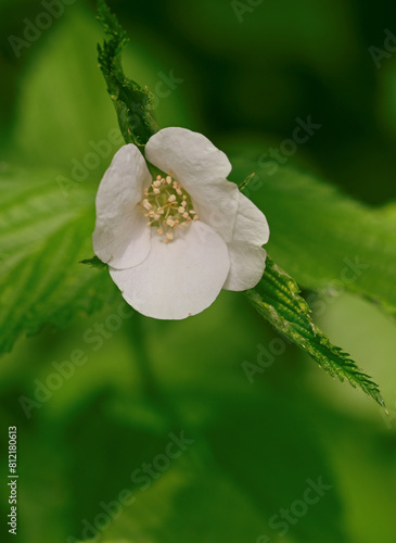Beautiful close-up of rhodotypos scandens photo