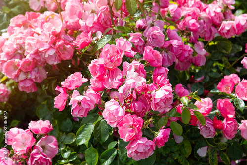 
Beautiful pink flowers bush in summer garden

