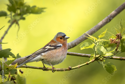 A male common chaffinch (Fringilla coelebs) sits on the thin branch and looks toward the camera lens close-up portrait with a green background.