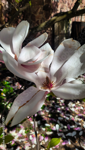 pink flower
