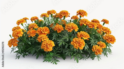 festive marigold flowers in full bloom vibrant tagetes erecta bush isolated on white 3d illustration photo