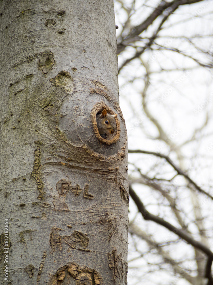 Squirrel peeking out a tree hole Squirrel peeking out a tree hole