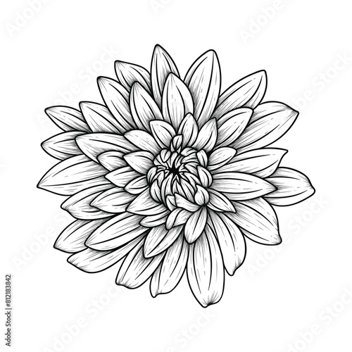 Hand drawn line art dahlia flower illustration isolated on white background