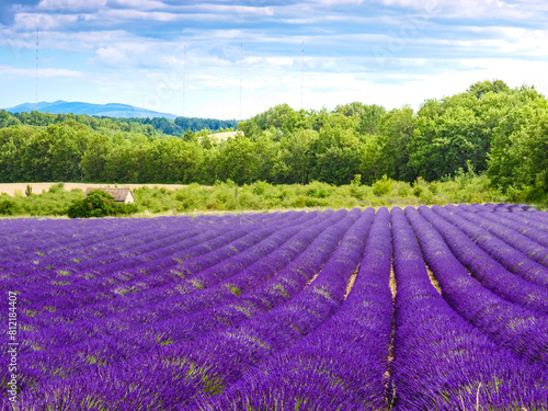 Provence landscape with lavender fields  France