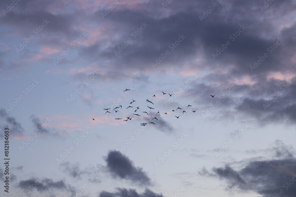 Abstraction of sky with birds flying Abstraction of sky with birds flying