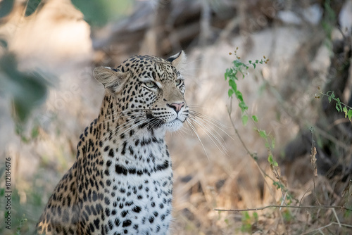 Leopard in Khwai - Botswana © Davide