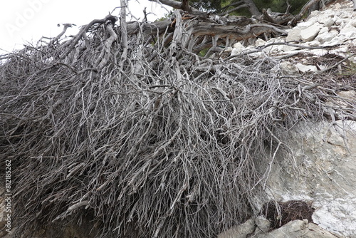 Branches et racines d'arbre mort photo
